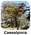 Caesalpinia